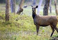 Nagarhole National Park | Coorg Sightseeing Tourist Attractions