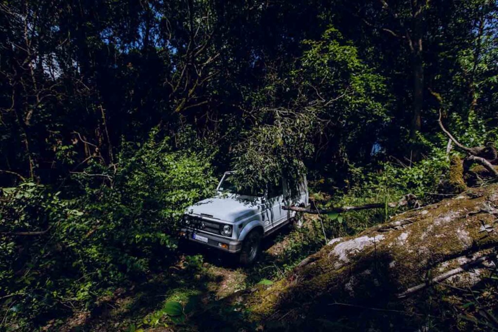 Jeep in Forest